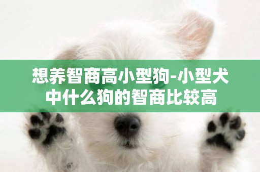想養智商高小型狗-小型犬中什么狗的智商比較高