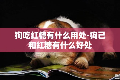 狗吃紅糖有什么用處-狗己和紅糖有什么好處