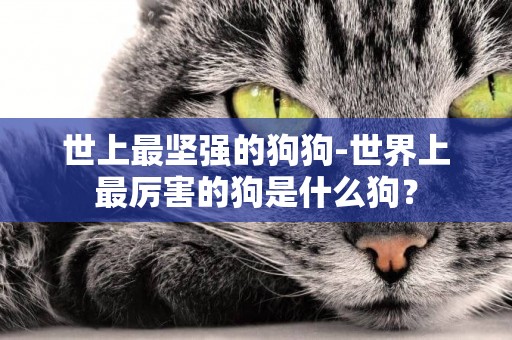 世上最堅強的狗狗-世界上最厲害的狗是什么狗？