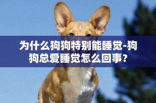 為什么狗狗特別能睡覺-狗狗總愛睡覺怎么回事？