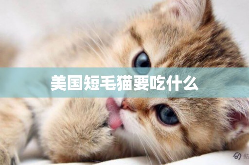 美國短毛貓要吃什么