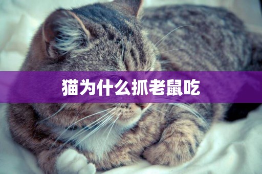 貓為什么抓老鼠吃