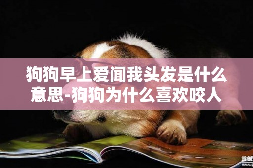 狗狗早上愛聞我頭發是什么意思-狗狗為什么喜歡咬人的頭發