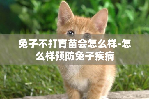 兔子不打育苗會怎么樣-怎么樣預防兔子疾病