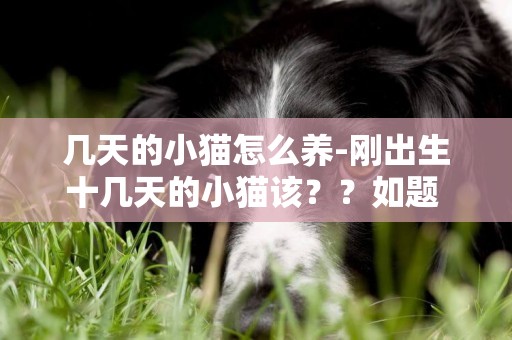 幾天的小貓怎么養-剛出生十幾天的小貓該？？如題 謝謝了