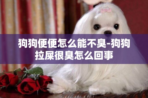狗狗便便怎么能不臭-狗狗拉屎很臭怎么回事