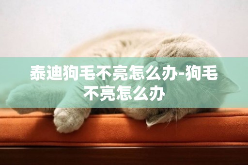 泰迪狗毛不亮怎么辦-狗毛不亮怎么辦