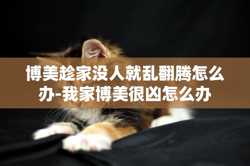 博美趁家沒人就亂翻騰怎么辦-我家博美很兇怎么辦