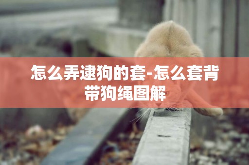 怎么弄逮狗的套-怎么套背帶狗繩圖解