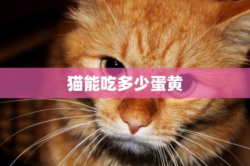 貓能吃多少蛋黃