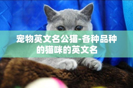 寵物英文名公貓-各種品種的貓咪的英文名