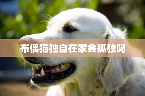 布偶貓獨自在家會孤獨嗎