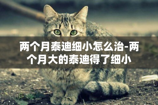 兩個月泰迪細小怎么治-兩個月大的泰迪得了細小
