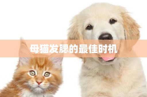 母貓發腮的最佳時機