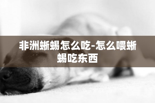 非洲蜥蜴怎么吃-怎么喂蜥蜴吃東西