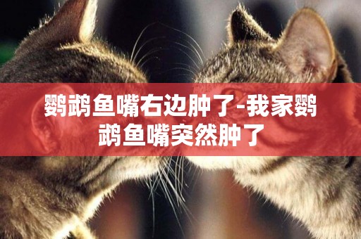 鸚鵡魚嘴右邊腫了-我家鸚鵡魚嘴突然腫了