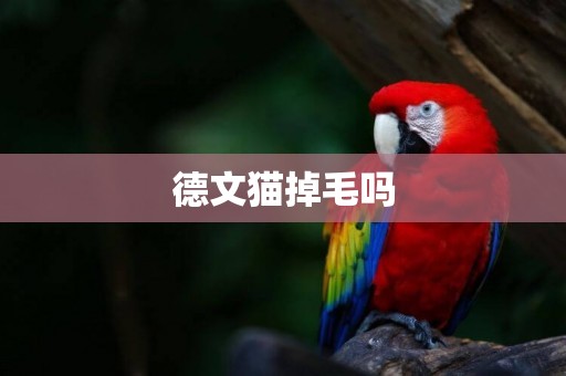 德文貓掉毛嗎