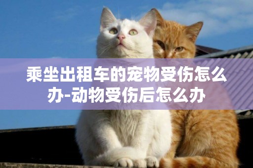 乘坐出租車的寵物受傷怎么辦-動物受傷后怎么辦