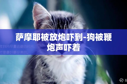 薩摩耶被放炮嚇到-狗被鞭炮聲嚇著
