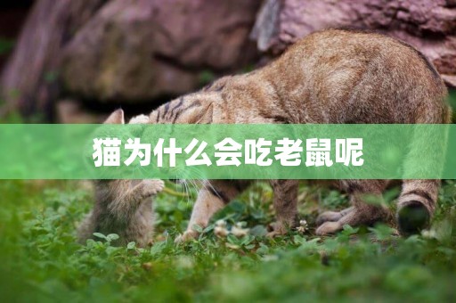 貓為什么會吃老鼠呢