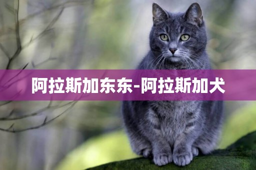 阿拉斯加東東-阿拉斯加犬