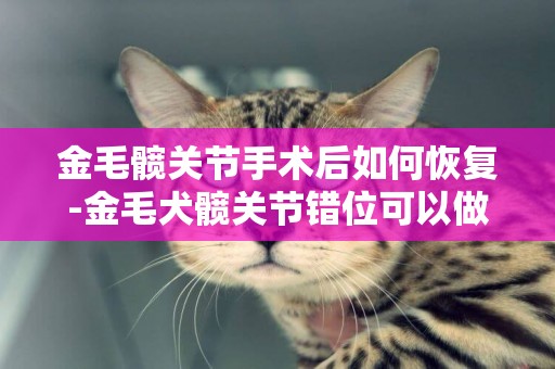 金毛髖關節手術后如何恢復-金毛犬髖關節錯位可以做復位治療嗎