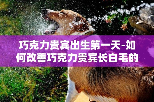 巧克力貴賓出生第一天-如何改善巧克力貴賓長白毛的情況？