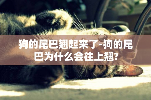 狗的尾巴翹起來了-狗的尾巴為什么會往上翹?