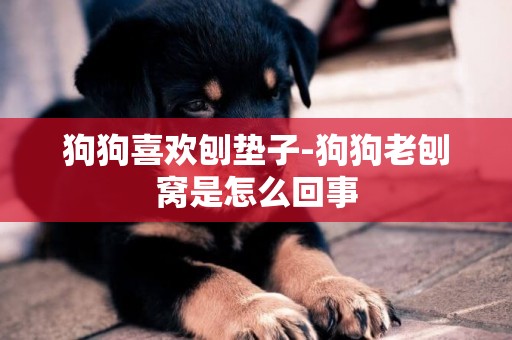 狗狗喜歡刨墊子-狗狗老刨窩是怎么回事