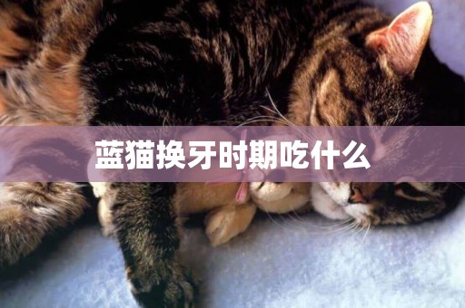 藍貓換牙時期吃什么