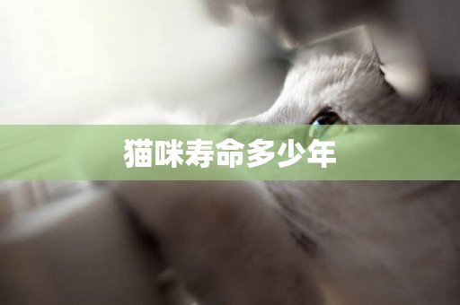 貓咪壽命多少年