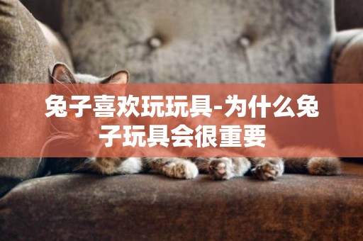 兔子喜歡玩玩具-為什么兔子玩具會很重要