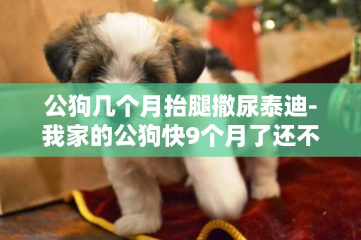 公狗幾個月抬腿撒尿泰迪-我家的公狗快9個月了還不會抬腿尿尿