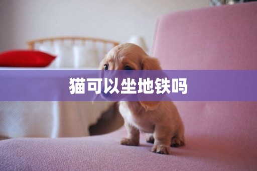 貓可以坐地鐵嗎