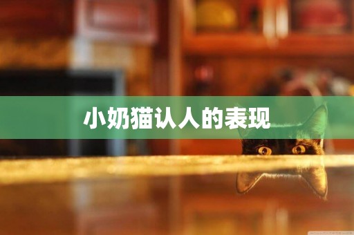 小奶貓認人的表現