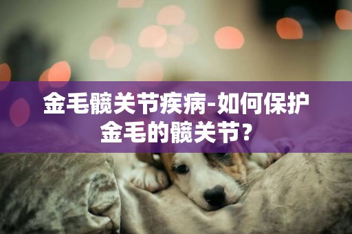 金毛髖關節疾病-如何保護金毛的髖關節？
