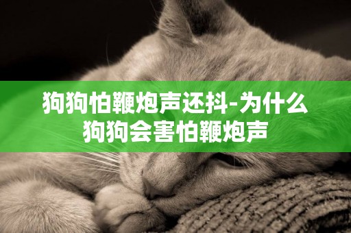 狗狗怕鞭炮聲還抖-為什么狗狗會害怕鞭炮聲