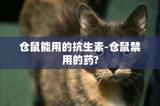 倉鼠能用的抗生素-倉鼠禁用的藥?