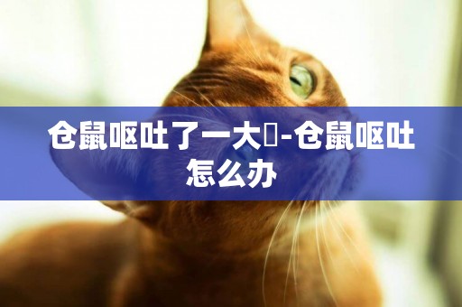 倉鼠嘔吐了一大塊-倉鼠嘔吐怎么辦