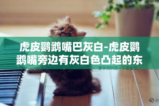 虎皮鸚鵡嘴巴灰白-虎皮鸚鵡嘴旁邊有灰白色凸起的東西