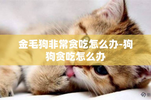 金毛狗非常貪吃怎么辦-狗狗貪吃怎么辦