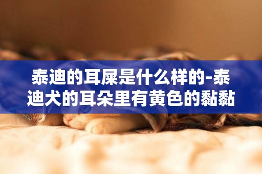 泰迪的耳屎是什么樣的-泰迪犬的耳朵里有黃色的黏黏的耳屎