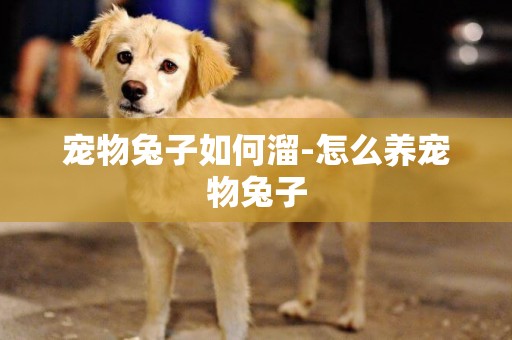 寵物兔子如何溜-怎么養寵物兔子