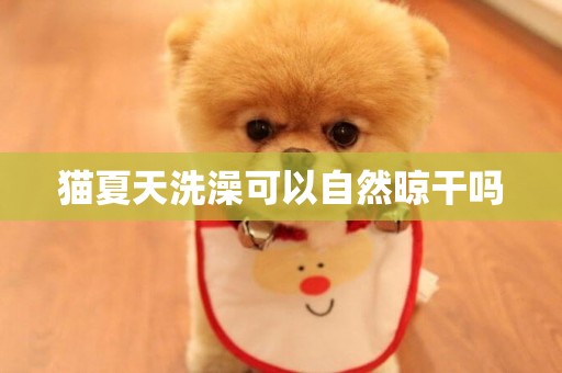 貓夏天洗澡可以自然晾干嗎