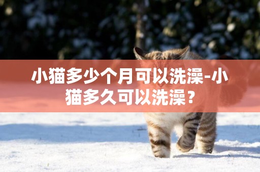 小貓多少個月可以洗澡-小貓多久可以洗澡？