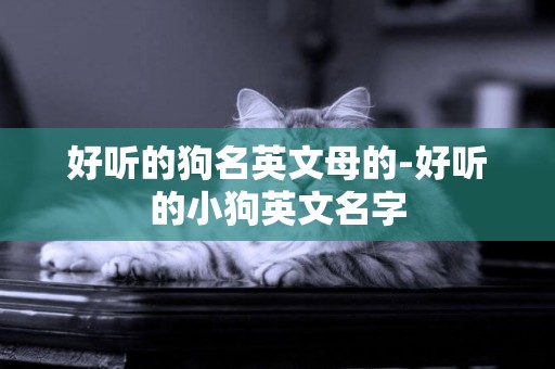 好聽的狗名英文母的-好聽的小狗英文名字