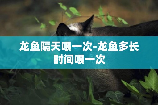 龍魚隔天喂一次-龍魚多長時間喂一次