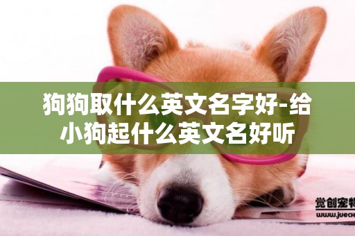 狗狗取什么英文名字好-給小狗起什么英文名好聽
