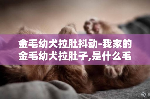 金毛幼犬拉肚抖動-我家的金毛幼犬拉肚子,是什么毛病?