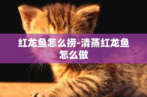紅龍魚怎么撈-清蒸紅龍魚怎么做